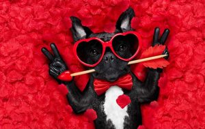 WhatsApp-Sprüche zum Valentinstag: Hund in Rosenbett, mit Herzbrille