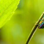 Top 3 des applications gratuites pour identifier les insectes