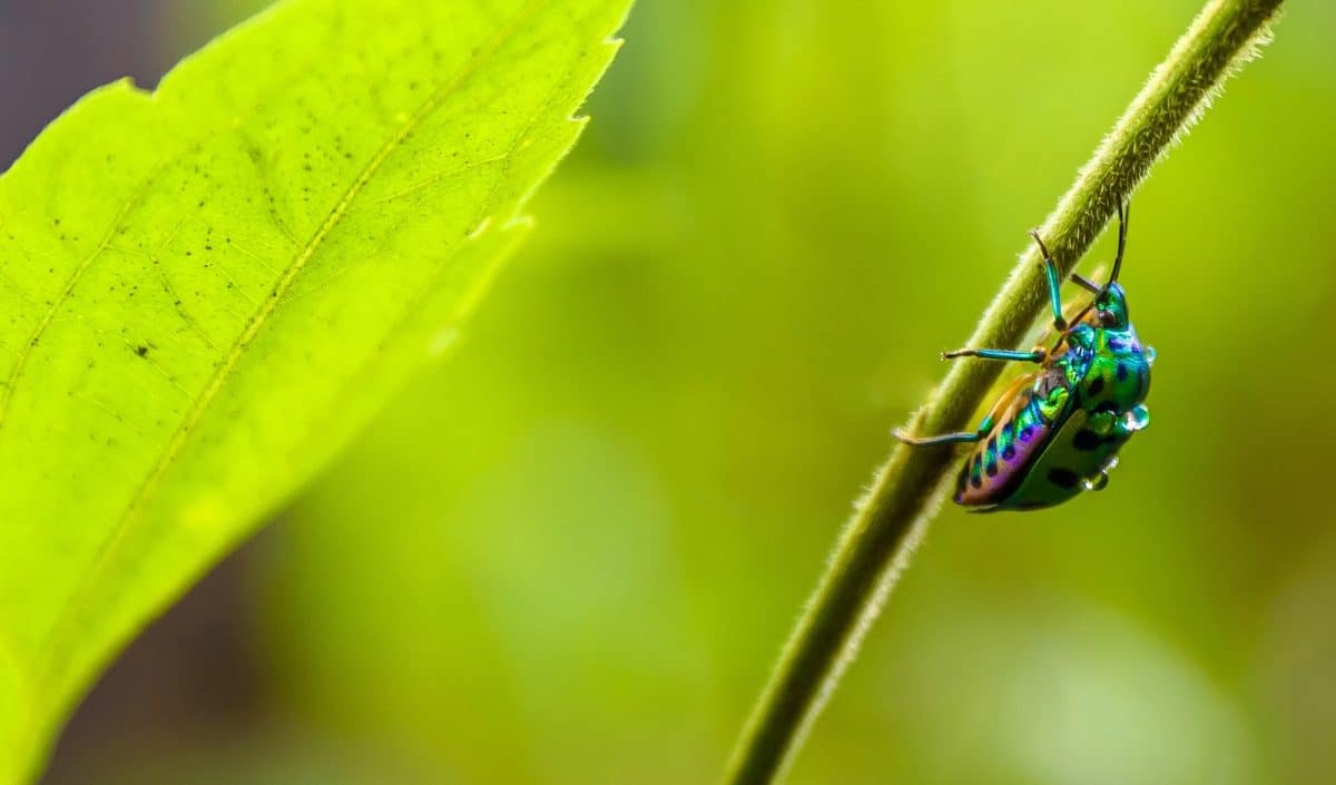 Top 3 des applications gratuites pour identifier les insectes